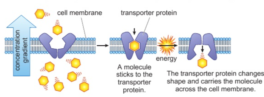 <p>Explain how substances are transported into and out of cells by active transport</p>