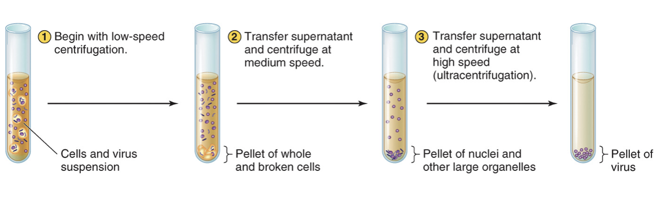 <p>Differential centrifugation increases the speed in steps to separate different sizes of material</p>