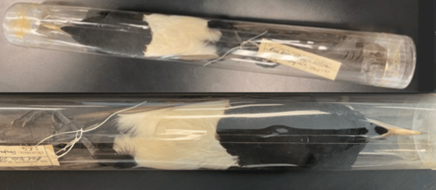 <p>DIET</p><p>- Omnivorous (both plants and animals)</p><p>---------------------------</p><p>BEAK</p><p>- bright yellow</p><p>- thick</p><p>- small</p><p>---------------------------</p><p>FOOT MORPHOLOGY</p><p>- Anisodactyl</p>