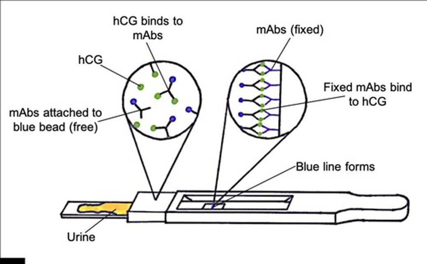 <ul><li><p>hCG in urine binds to mAbs attached to a blue bead</p></li><li><p>mAbs with hCG diffuse up the stick</p></li><li><p>mAbs fixed to the stick bind to hCG</p></li><li><p>Blue line forms</p></li></ul>