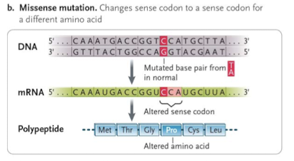 <p>codon change causes change in an amino acid</p>