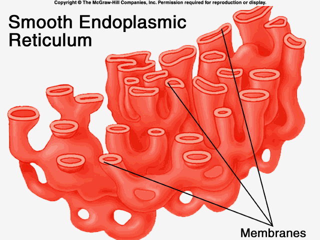 <p>smooth endoplasmic reticulum</p>