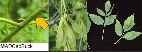 <p>Aceraceae</p><p>Acer negundo</p>