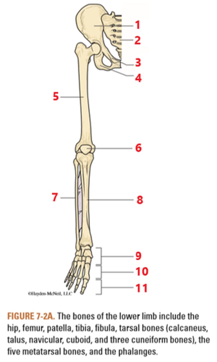 OCTH 505 Block 2; Lecture 7, Chapter 7, Lower Limb Extremities