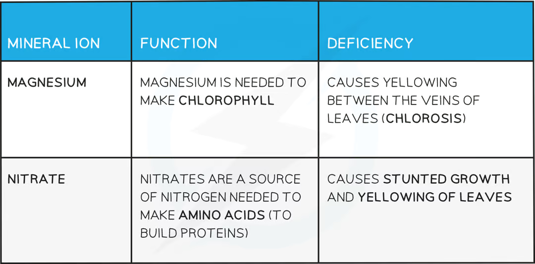knowt flashcard image