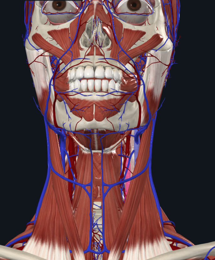 <p>What is is highlighted in pink</p>