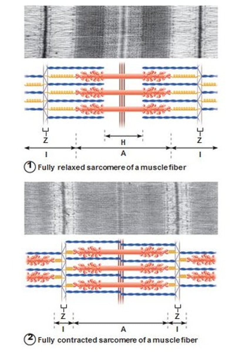 <p>Idea of how a muscle fiber receives impulses from a nerve and causes contraction</p>