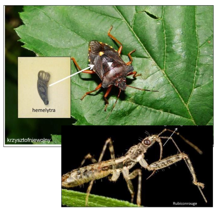 <p>What order do bugs belong to</p>