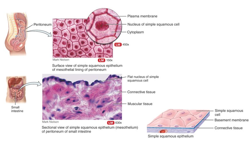 <p>single layer of flat, scale-like cells; best for diffusion and filtration (lungs and kidneys), found in parts that are subject to little wear and tear (endothelium lines the heart and blood vessels, mesothelium lines the thoracic and abdominopelvic cavities)</p>