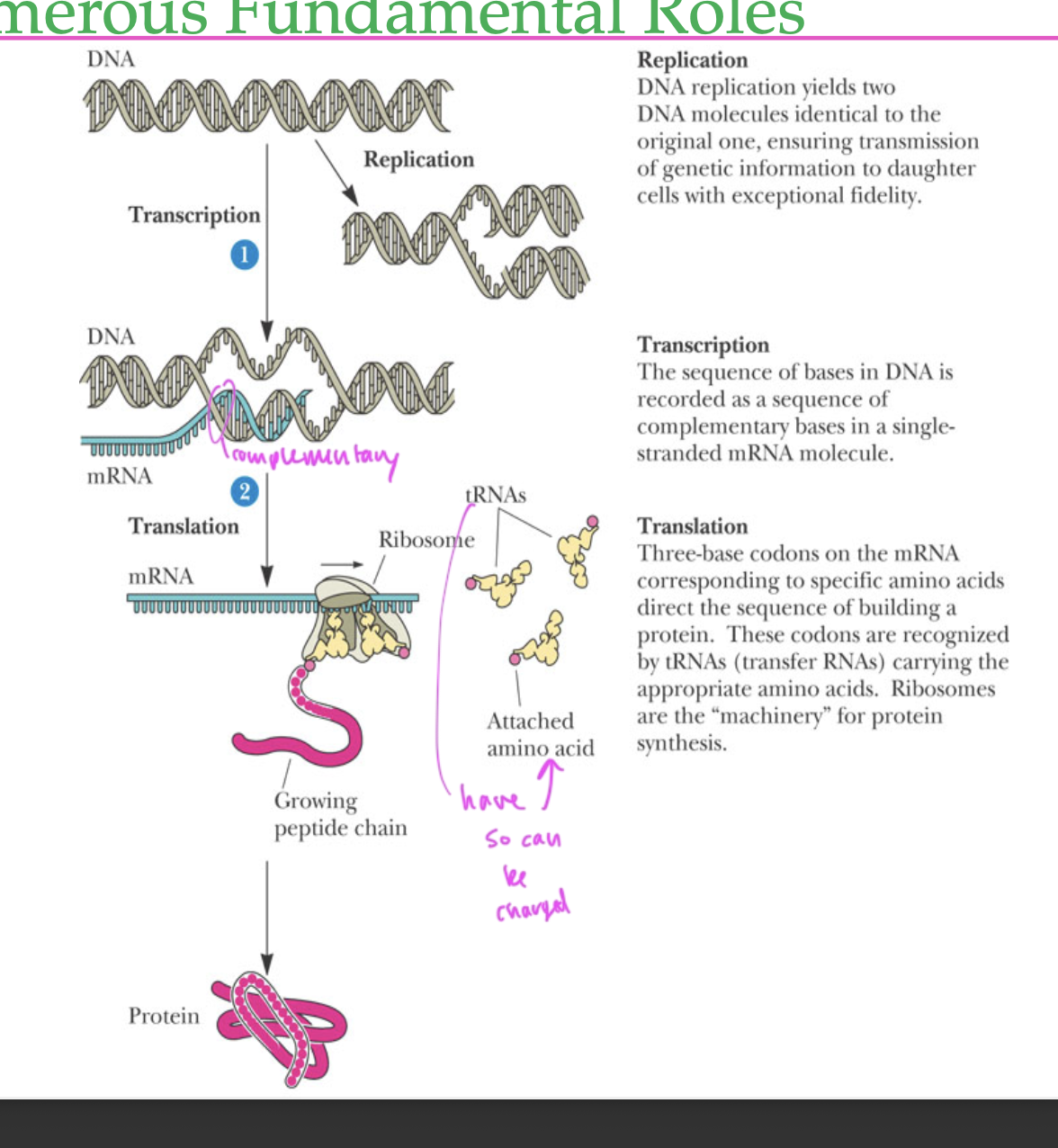 <p>to store genetic information</p><ul><li><p>gets transcribed by forming mRNA</p></li><li><p>replication translation, transcription</p></li></ul><p></p>