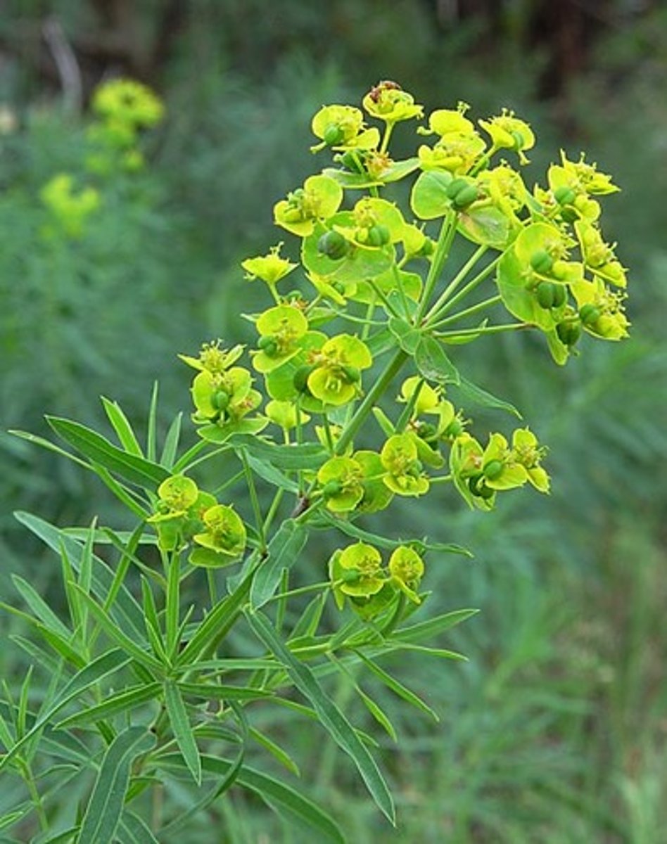 <p>welke plant</p>