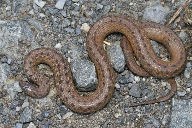 <p><span>what is this and what are its habitat and diet preferences</span></p>