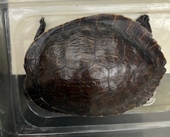 <ul><li><p>large</p></li><li><p>mostly black head with small white lines</p></li><li><p>black shell with white outlines</p></li></ul><p></p>