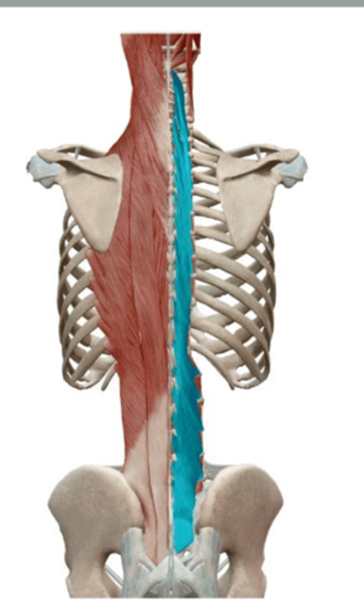 <p>Together: Extend vertebral</p><p>column</p><p>Singly: Laterally flex vertebral</p><p>column and rotate head to</p><p>opposite side</p>