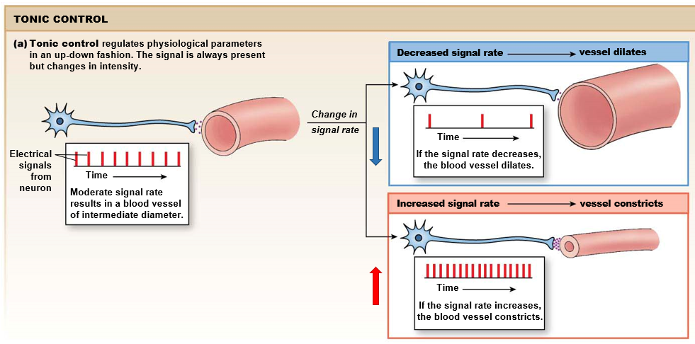 <p>signal is<strong> always present</strong>, but changes in <strong>intensity</strong></p><ul><li><p><strong>intermediate </strong>signal, can go up or down</p></li><li><p><u>ex in neurons</u>: increase signal rate means constriction of blood vessel, decrease signal rate means dilation</p></li></ul>