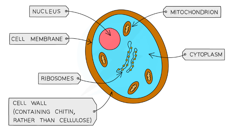 <ul><li><p>single or multi-celled eukaryotic organisms</p></li><li><p>grow on moist surfaces</p></li><li><p>can be treated with anti-fungals</p></li></ul>