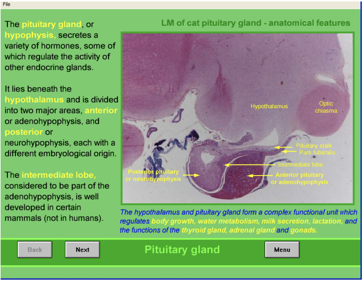 <ul><li><p>complex functional unit</p></li><li><p>regulates</p><ul><li><p>body growth</p></li><li><p>water metabolism</p></li><li><p>milk secretion</p></li><li><p>lactation</p></li><li><p>functions of </p><ul><li><p>thyroid, adrenal and gonads</p></li></ul></li></ul></li></ul><p></p><p>HYpothalamus is main regulator of pituitary secretions</p>