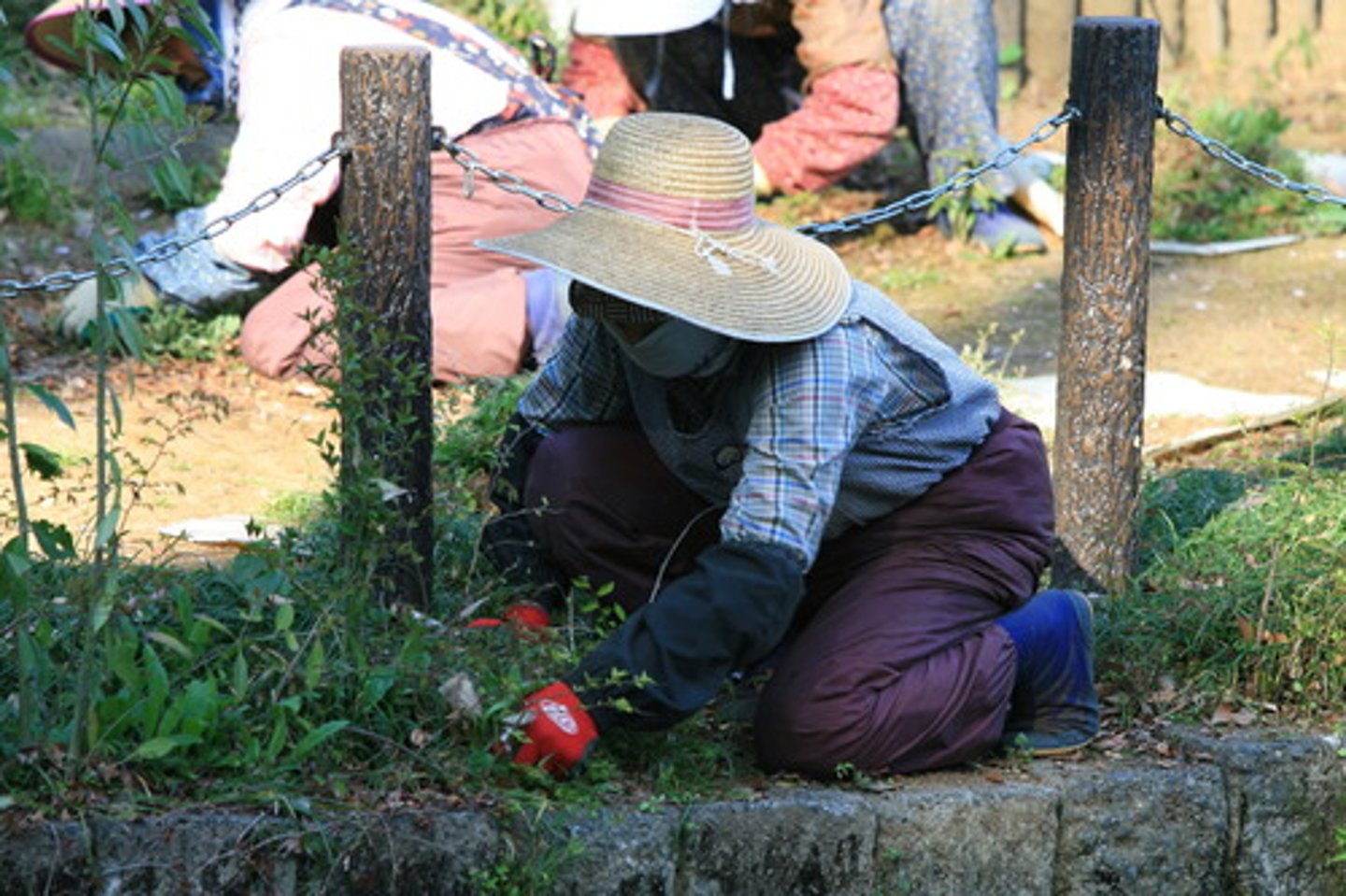 <p>Mi abuela ____ _____ en el jardín. (trabajar)</p>