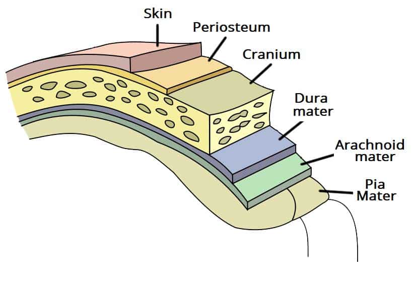 <p>dura mater </p><p>arachnoid mater </p><p>pia mater </p>