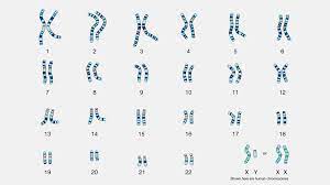 an image of chromosomes from a cell organised from size, centromere position and banding patterns

* organised by international convention