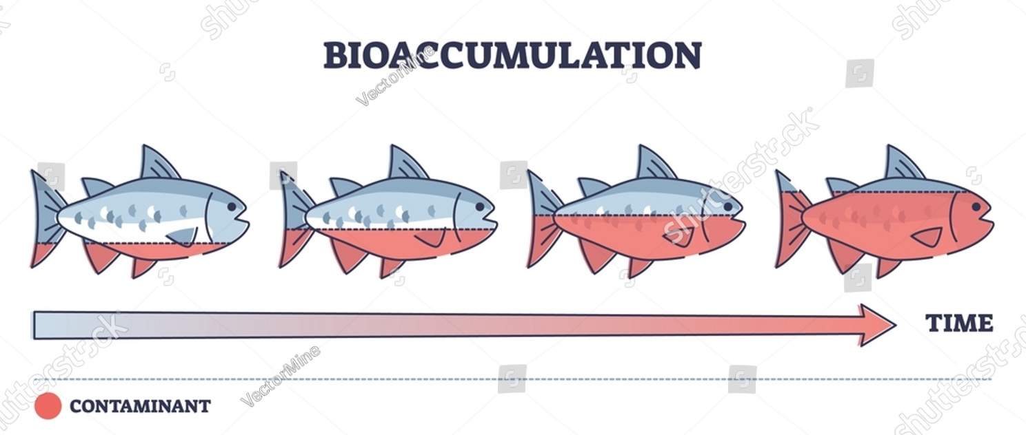 <p>The <u>build-up of a substance</u>, usually a toxin, as it rises through a <u>food chain.</u></p>