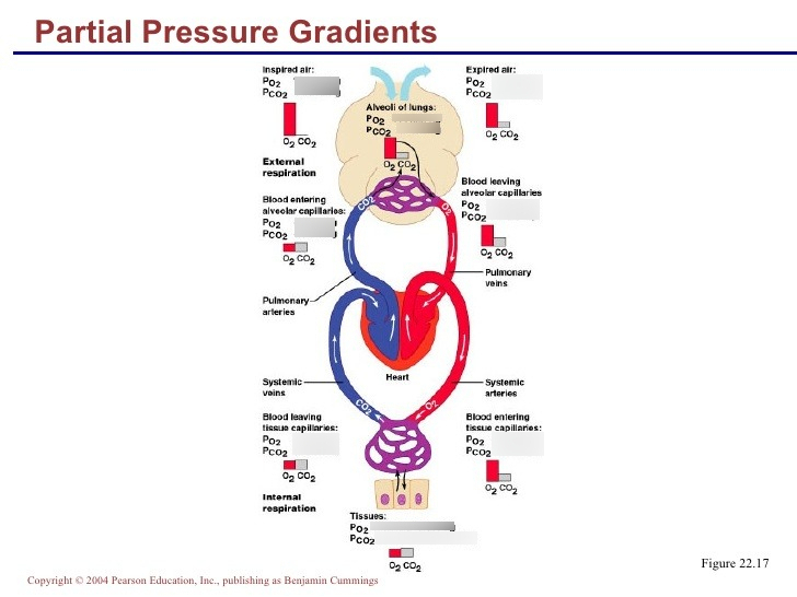 <p>CO2 = 45mm HG of partial pressure in the blood </p><p>Alveoli = 40mm Hg of partial pressure</p><p></p><p>This gradient causes co2 to move from blood to alveoli</p>