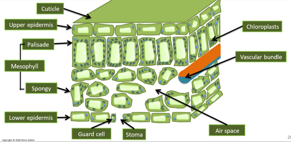 knowt flashcard image