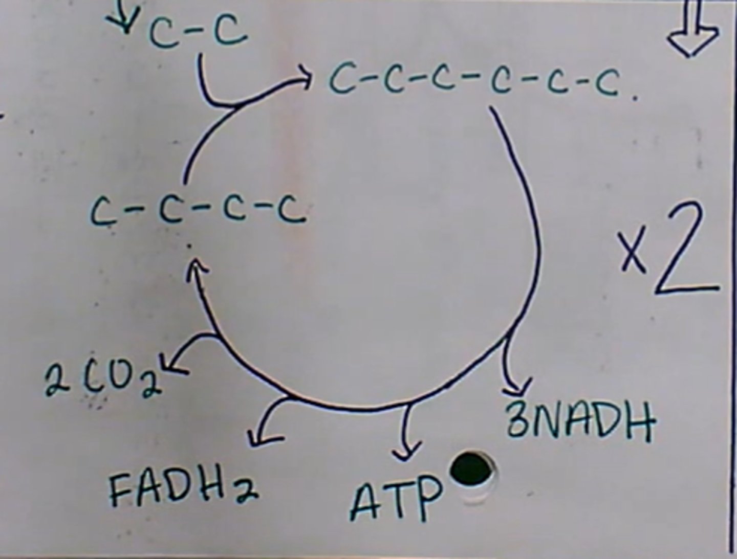 <p>Krebs cycle/citric acid cycle (in mitochondria):</p><p>1. the acetyl-coA (C-C) go through the Krebs cycle. Details aren't important, but know what this makes</p><p>2. makes 3 NADH, 1 ATP, FADH2, and 2CO2 (breathed out)</p><p>3. this happens twice to use both the acetyl-coA</p><p>Produced this step: </p><p>2 ATP made</p><p>6 NADH made</p><p>2 FADH2 made</p><p>Net produced: 4 ATP, 10 NADH, 2 FADH2</p>