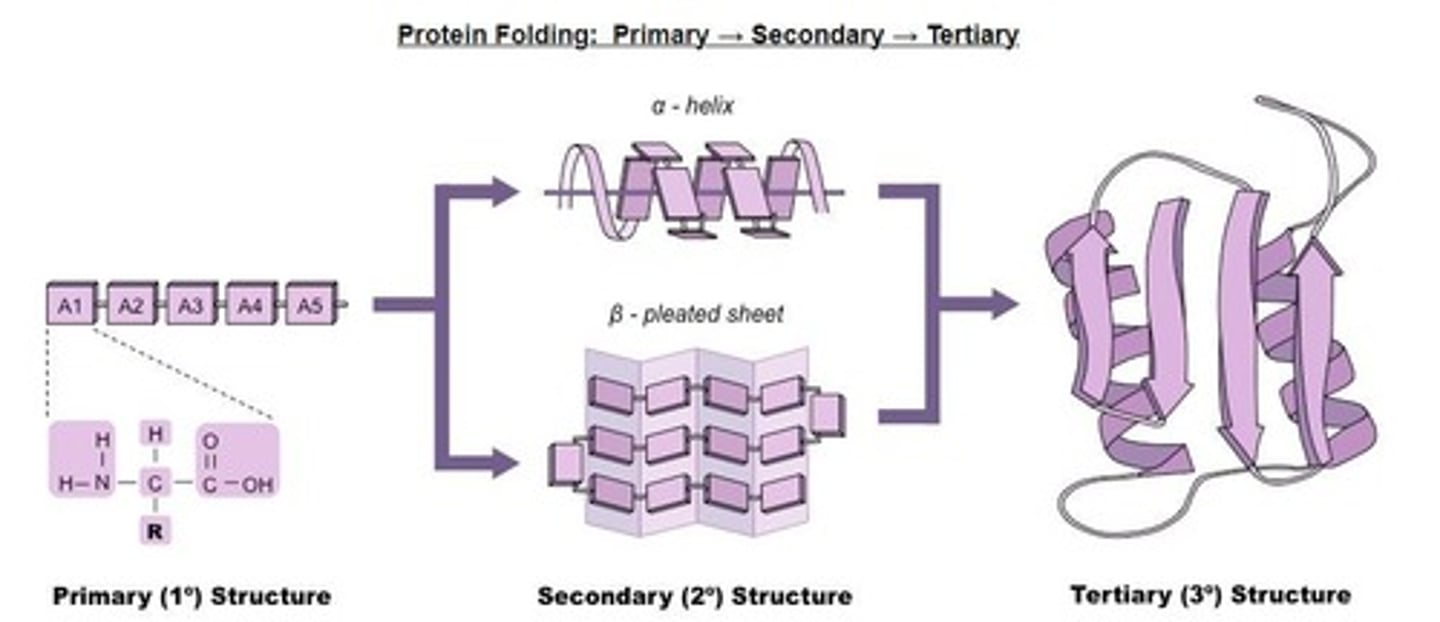 <p>Three-dimensional shape of a protein determined by side chains.</p>