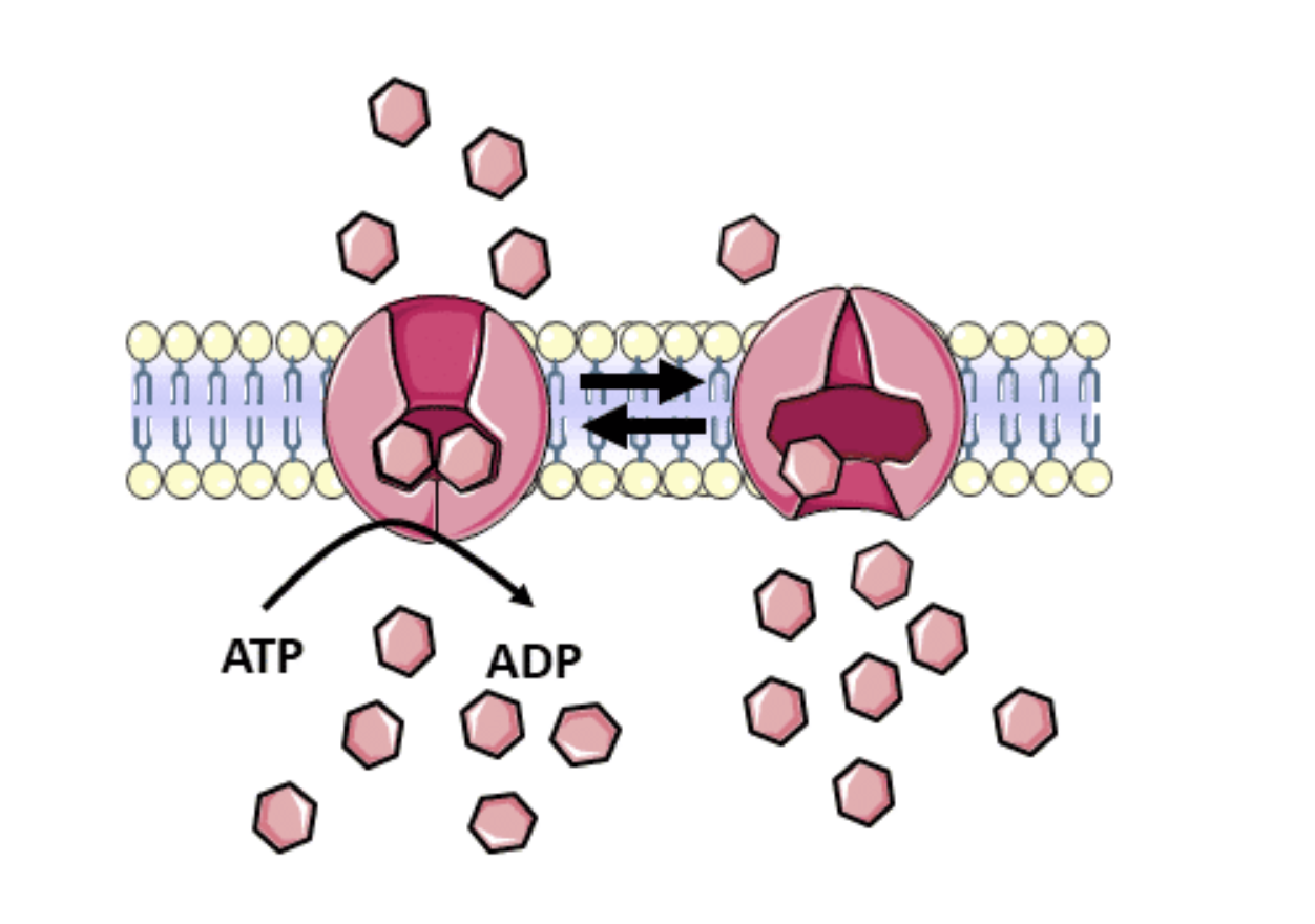 <ul><li><p>Uses Specific Transporters</p></li><li><p>Uses ATP</p></li><li><p><span><span>Allows accumulation of specific molecules against a concentration gradient.</span></span></p></li><li><p>Generally referred to as Pumps</p></li></ul><p></p>