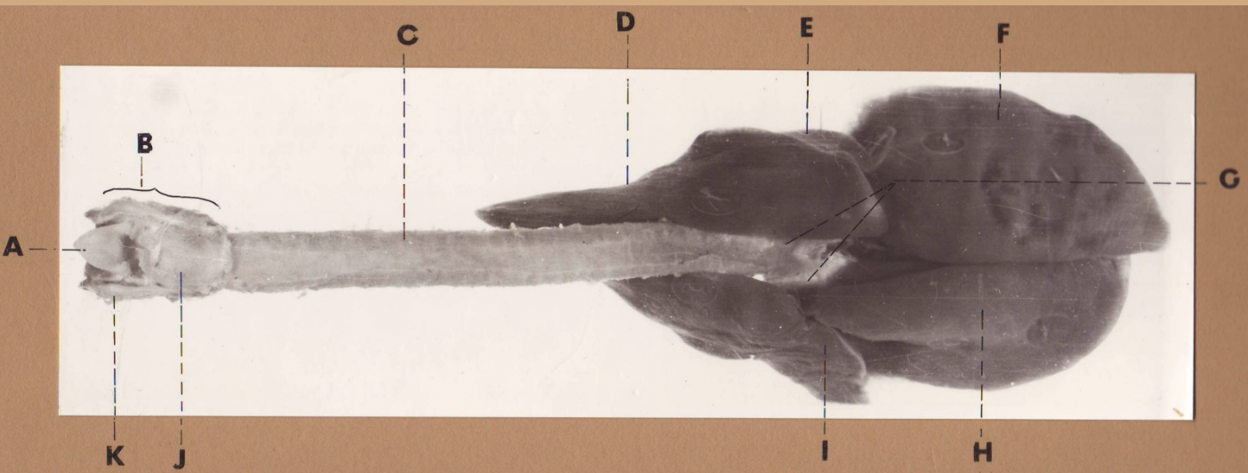 <p>F </p><p>(cat larynx/trachea/lungs, dorsal)</p>