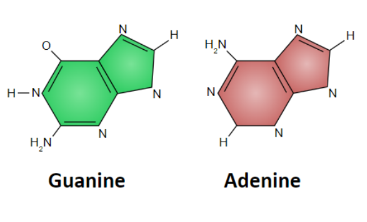 adenine & guanine 

A purine is a heterocyclic aromatic organic
compound containing 4 nitrogen atoms and two
carbon rings.