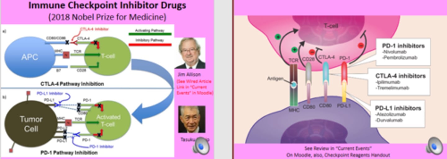 <p>They can block the negative responses tumors give to T cells so the T cells can stay activated and destroy the tumor cells.</p><p>Jim Allison - like CTLA-4</p><p>Tasuki Honjo - PD-1/PDL1</p>