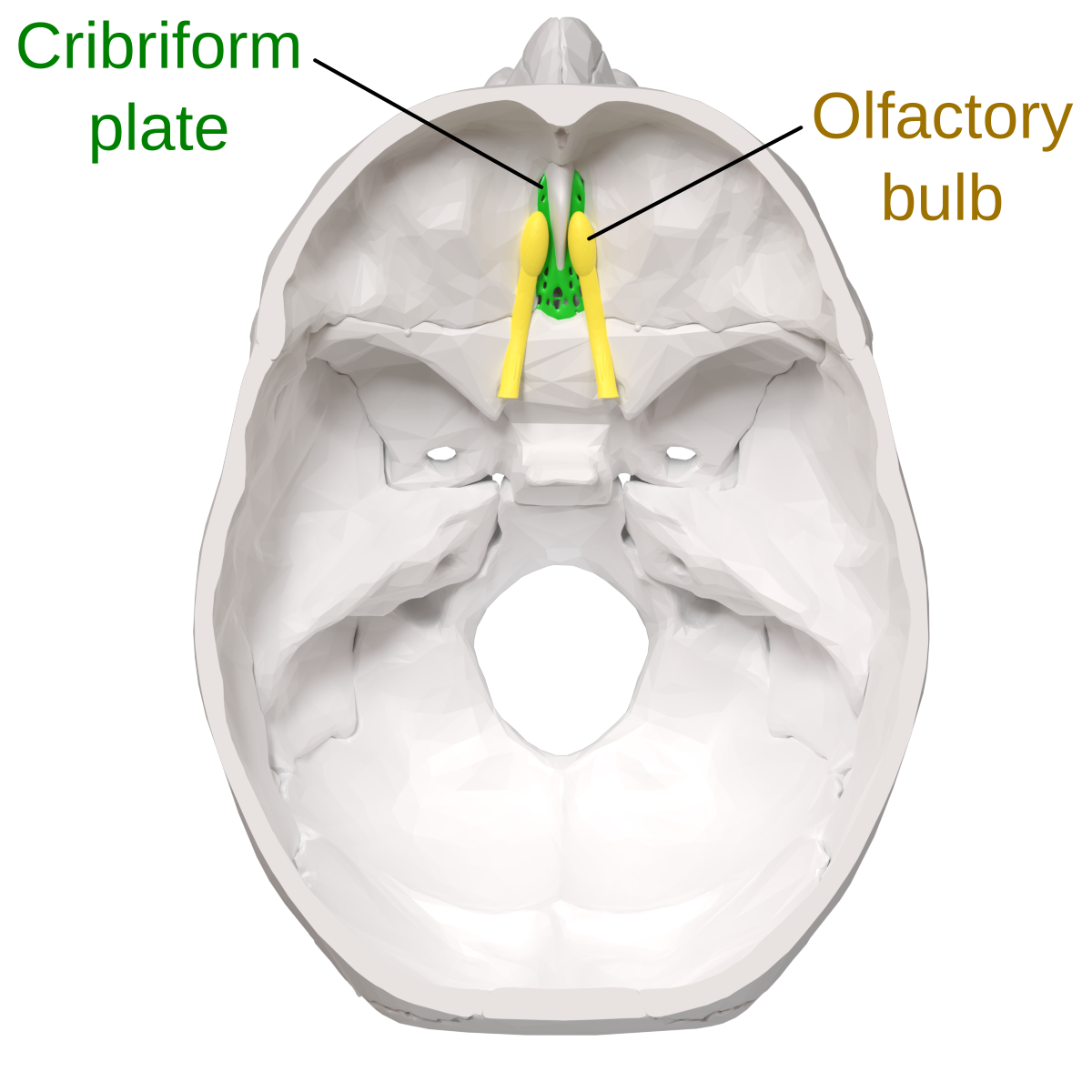 <p>bone with tiny holes for olfactory nerves to pass through from the brain to nasal</p>