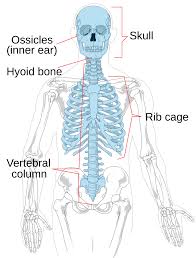 <p></p><p>INCLUDES<strong> BONES ALONG THE MIDLINE OF THE BODY</strong></p><ul><li><p>Contains the Cranial, Thoracic, and Pelvic Regions</p></li></ul><p></p>