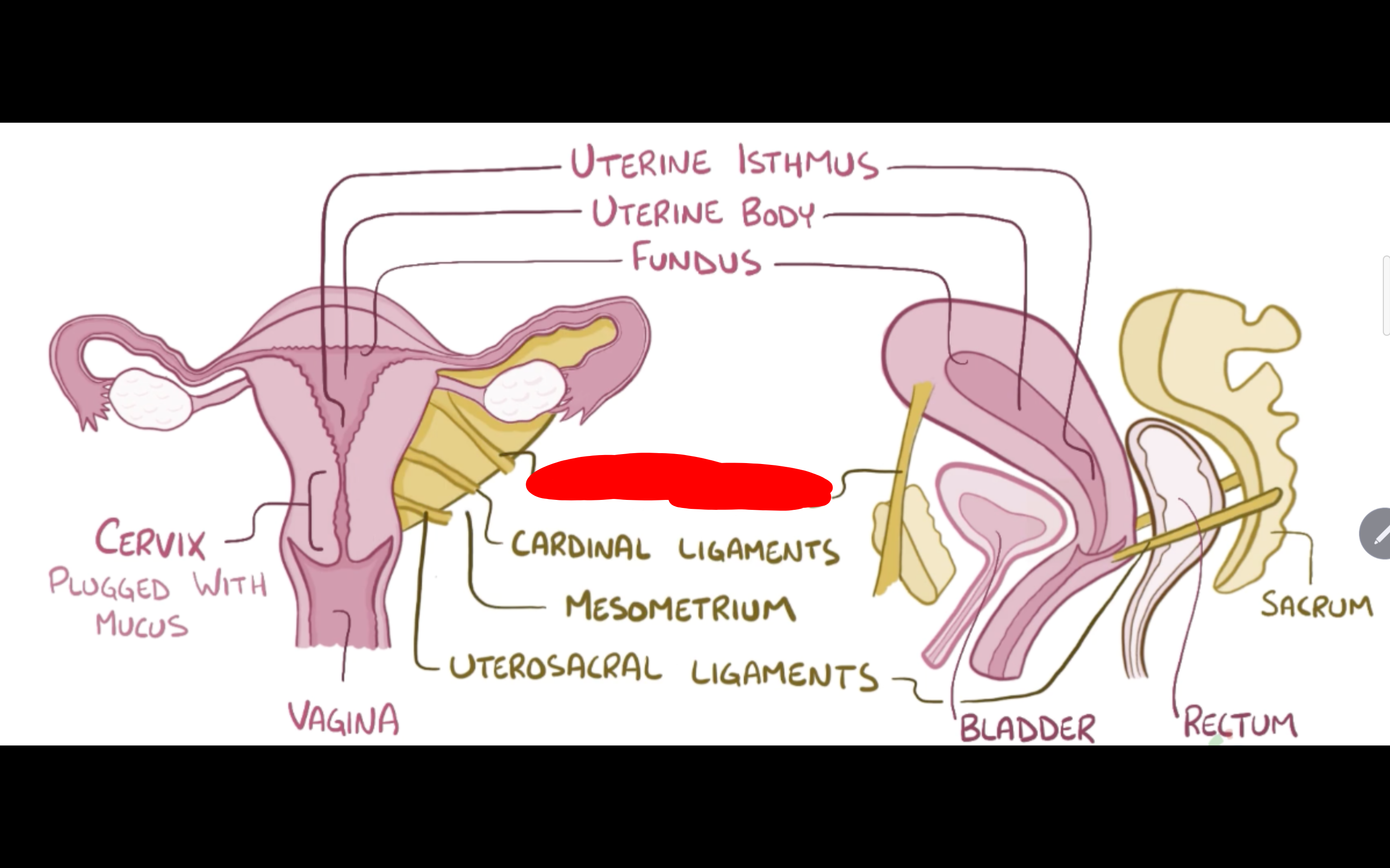 <p>Name the structure in red</p>