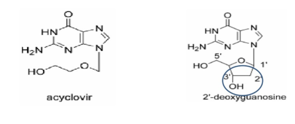 <ul><li><p><strong>acyclovir= guanine + artificial acyclic sugar</strong></p><ul><li><p><strong>NO 3’ HYDROXYL GROUP</strong></p></li></ul></li><li><p>deoxyguanosine= guanine + deoxyribose sugar</p></li></ul><p></p>