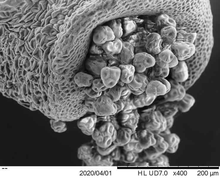 <p>microscope w/ beam of electrons scanning over the surface of a sample</p>