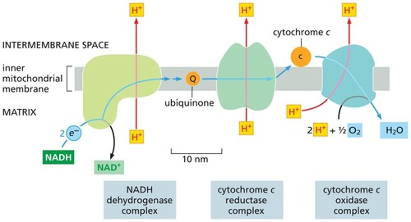 <p>Through enzyme complexes in the inner mitochondrial membrane.</p>