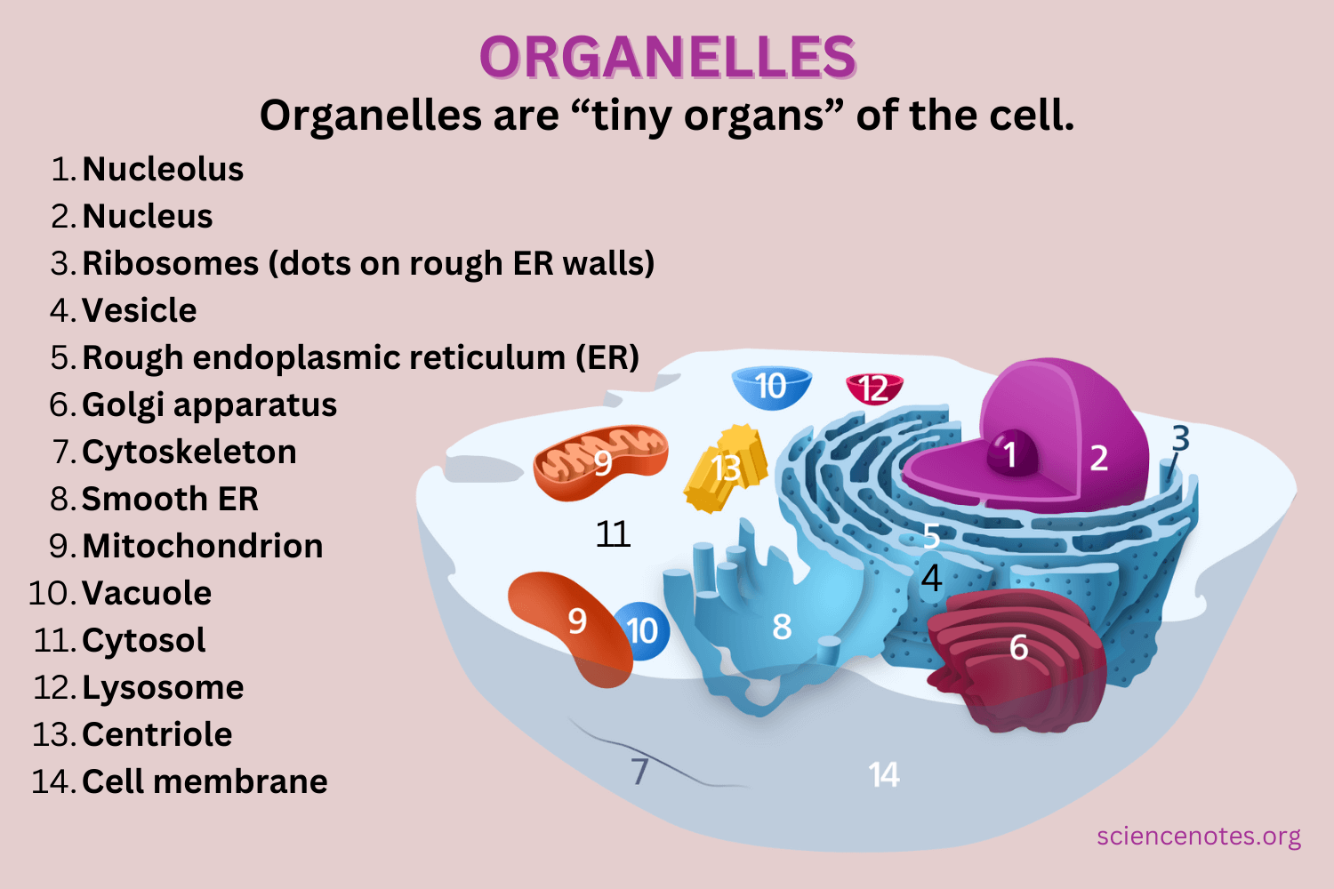 <p>organelle</p>