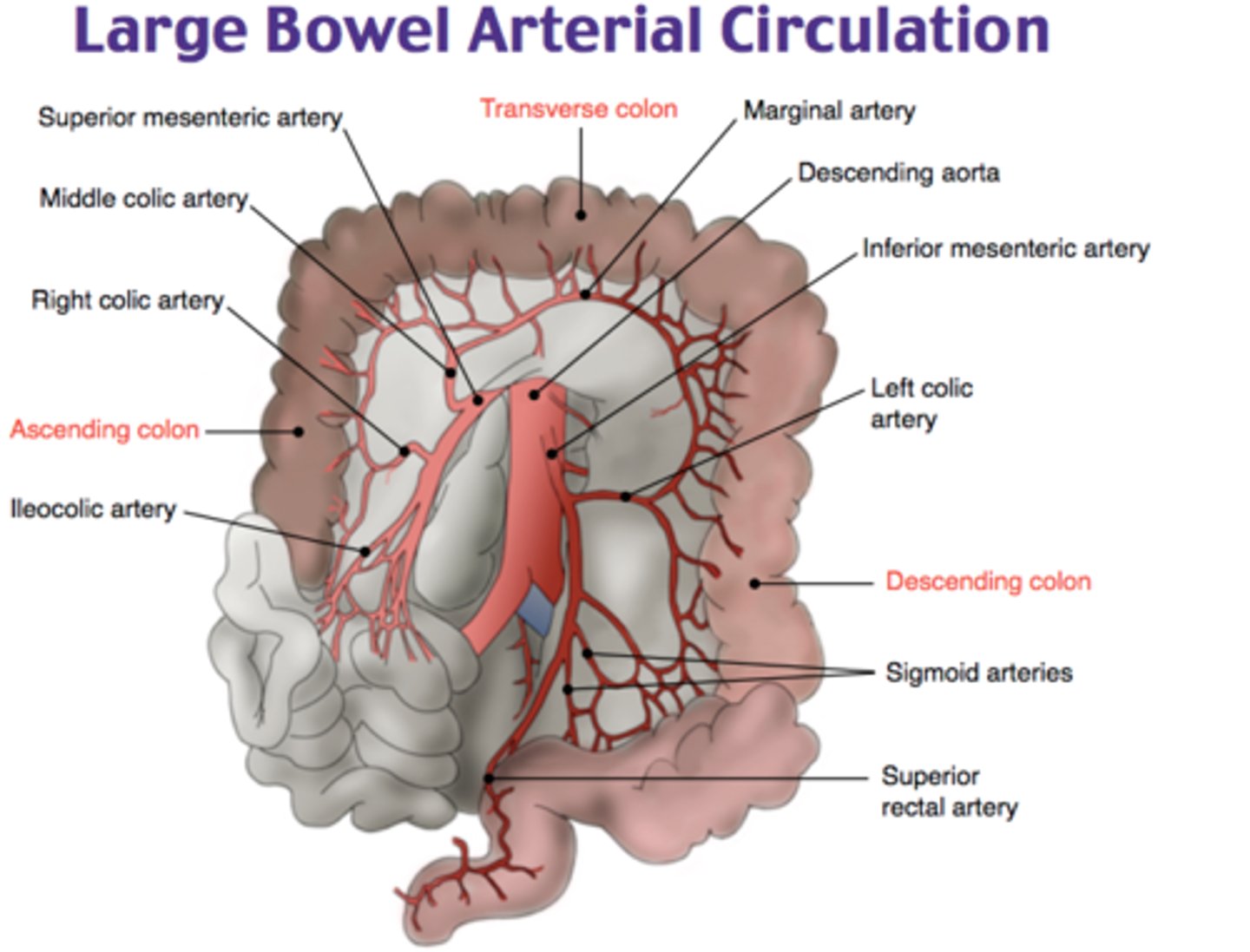 <p>ascending and transverse colon</p>