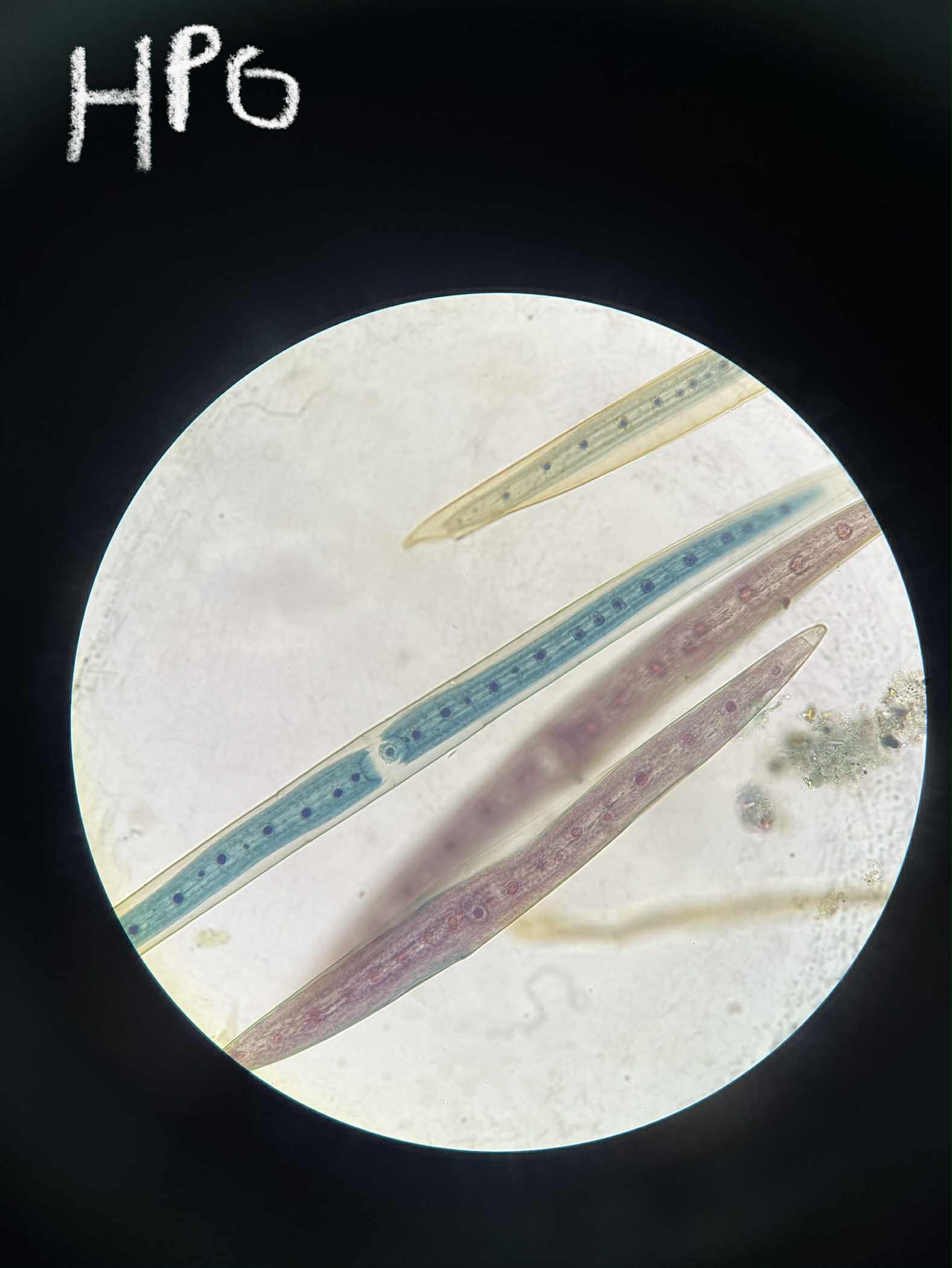 <p>specimen</p><p>phylum</p><p>color</p><p>shape</p><p>cell arrangement</p><p>motility</p><p>characteristic</p>