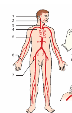 <p>name the arteries: or the pressure points to stop hemorrhage<br><br></p>