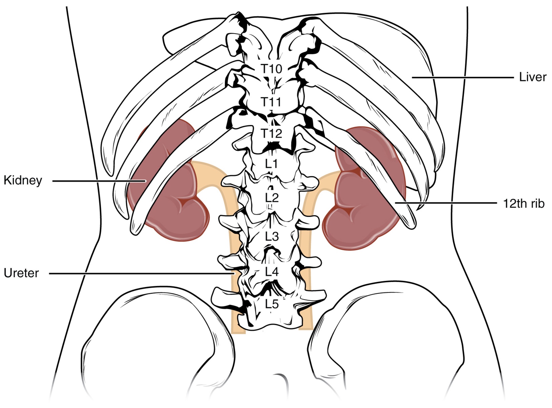 <p><strong>Q:</strong> What protects the upper portion of the kidneys?</p>