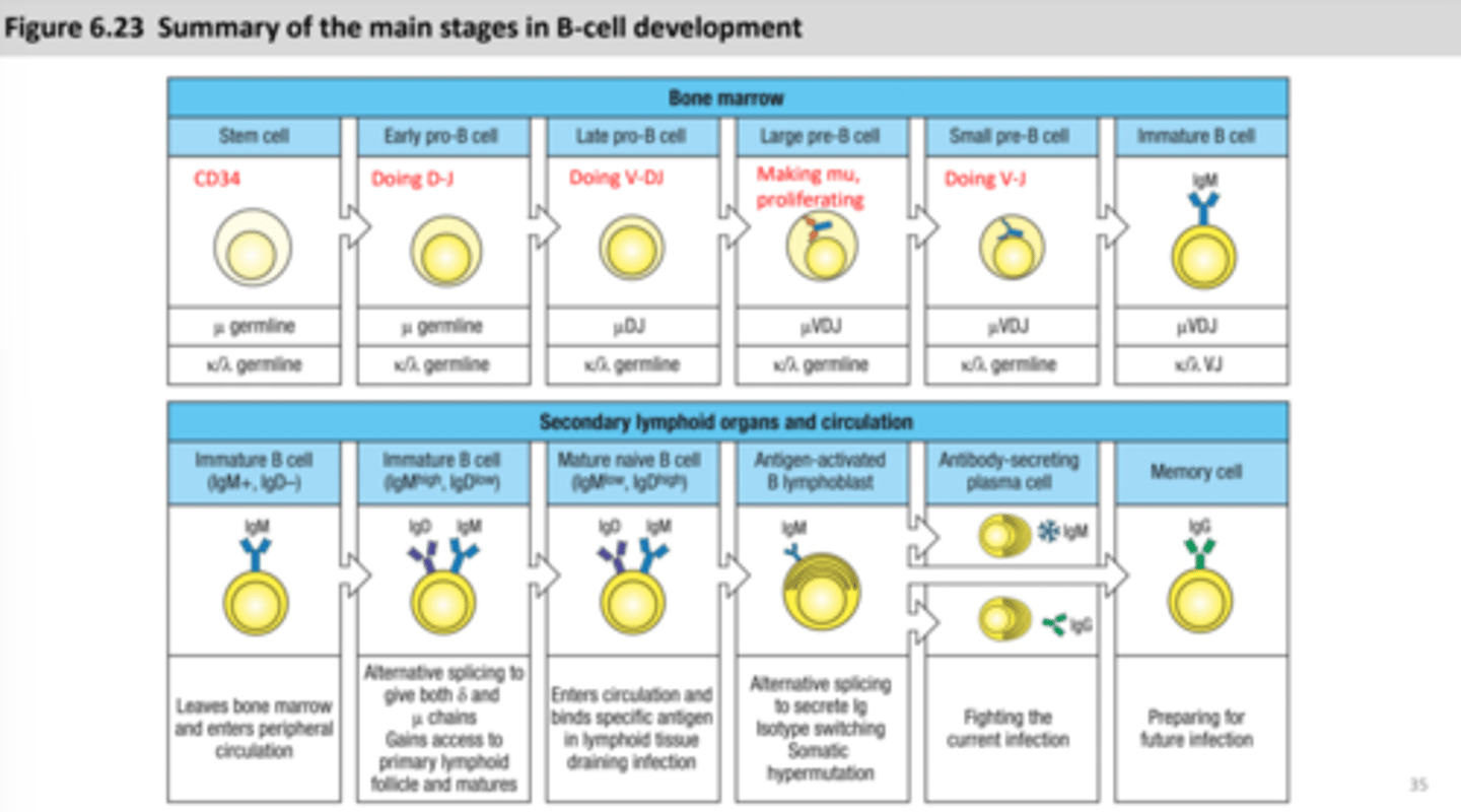 <p>how B cells develop to plasma cells or memory B cells</p>