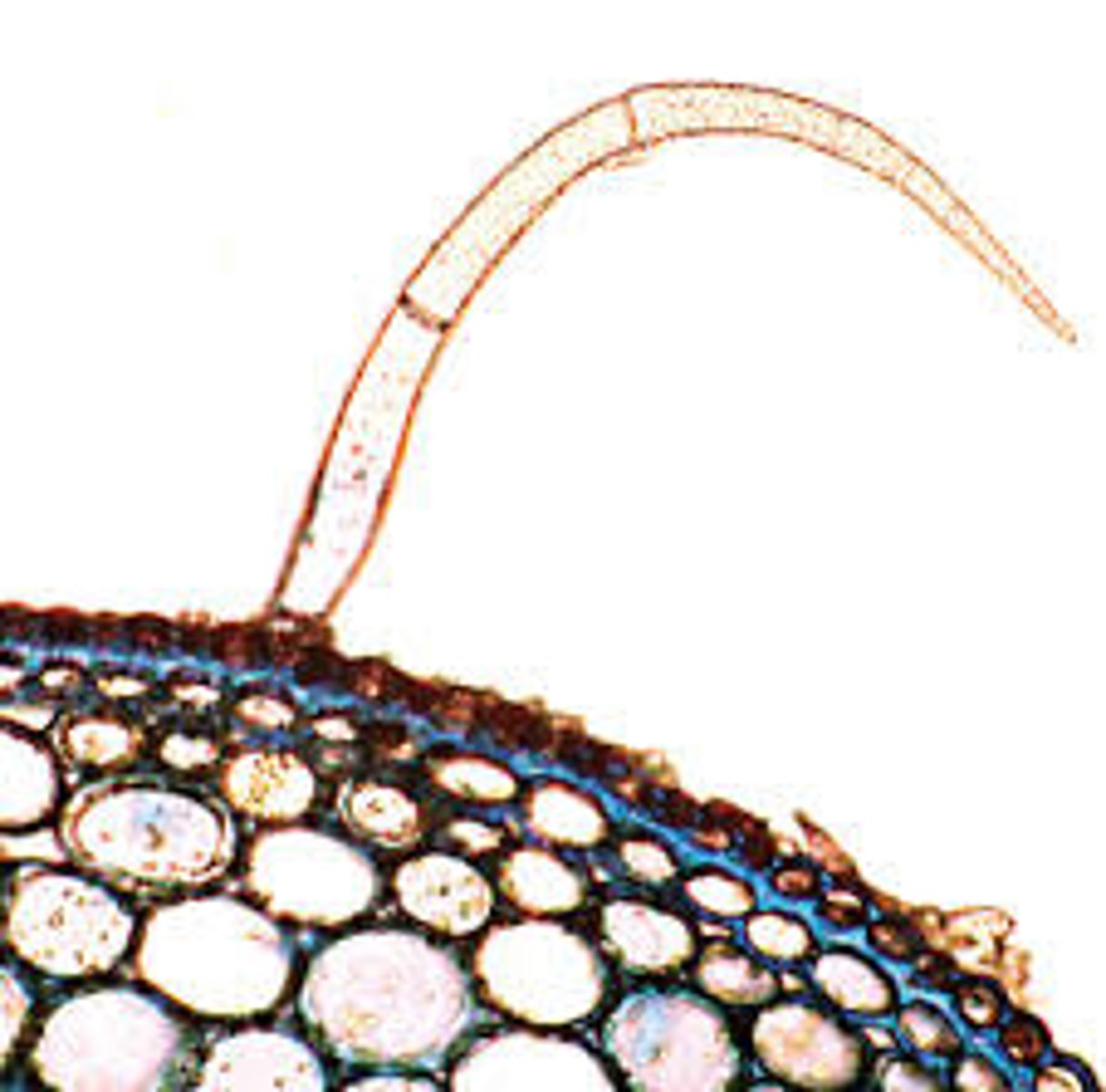 knowt flashcard image