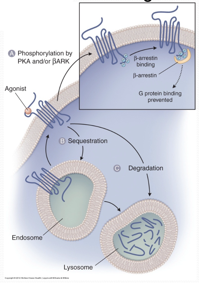 * Drug induced activation or inhibition of a receptor can have a long lasting effect on subsequent responsiveness to drug binding
  * prevent overstimulation of the pathway and cellular damage