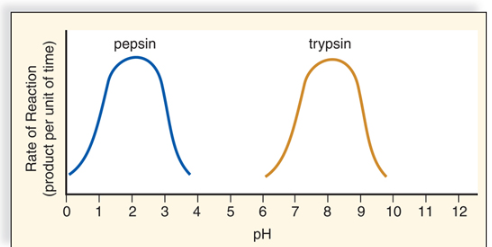 <p><span><span>Graphical interpretation: At what pH values is enzyme shape least maintained for pepsin? For trypsin?</span></span></p>