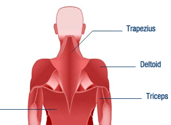 <p>The deltoid is a large, triangular muscle located on the uppermost part of the arm and the top of the shoulder.</p>