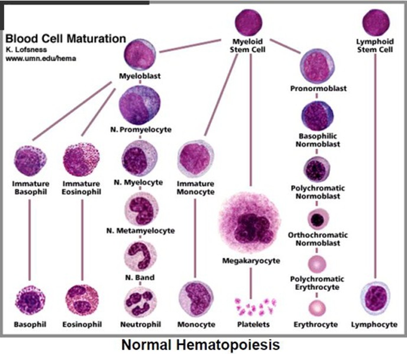 <p>The formation of blood cellular components.</p>